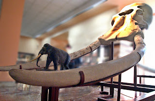 Palaeoloxodon antiquus kafatası ve modeli