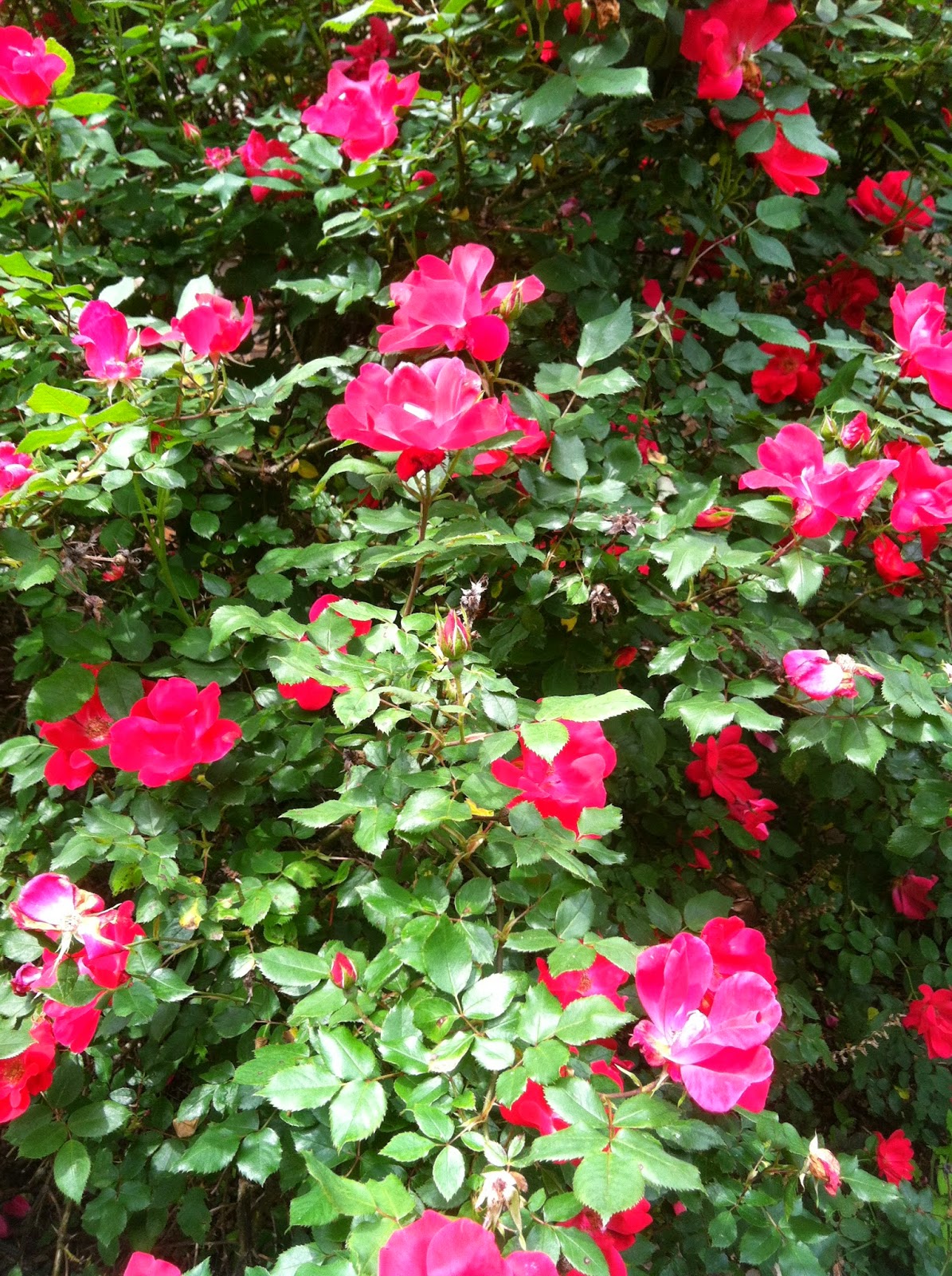Gardening Shady Style May Blooms in my Garden Roses Everywhere!