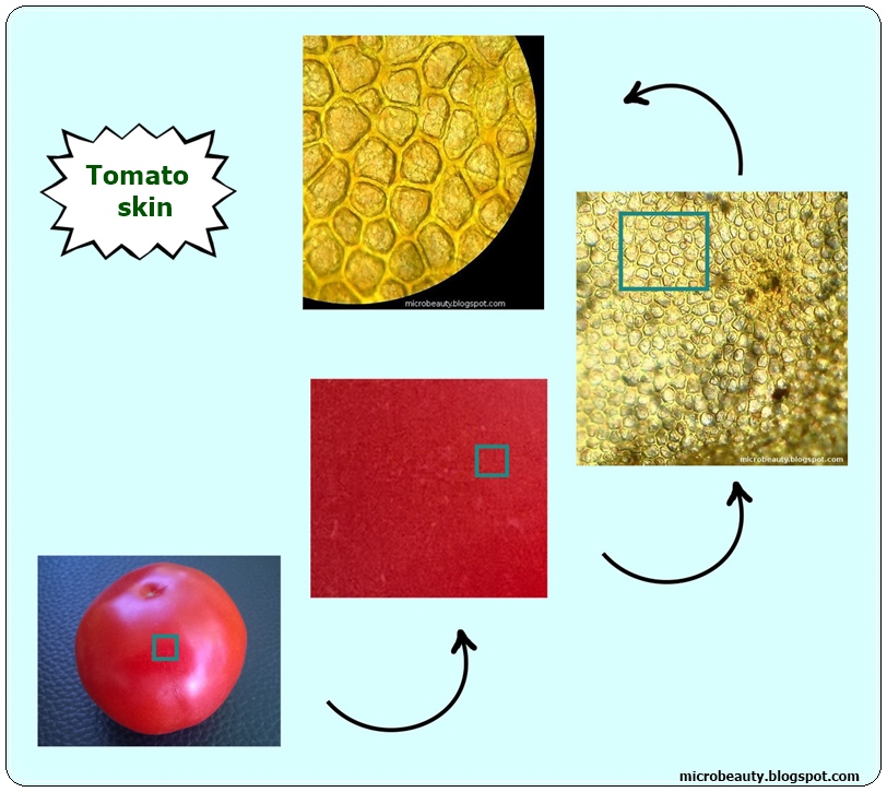 This is a picture of Tactueux Tomato Skin Cell Under Microscope Labeled It is a photo of Tactueux Tomato Skin Cell Under Microscope Labeled