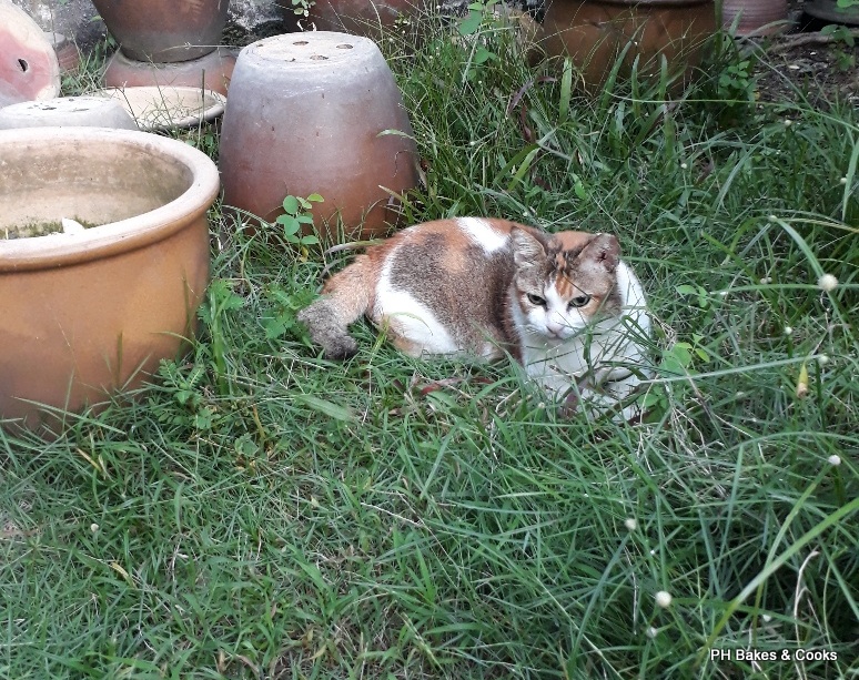 PH the Malaysian Carnivore: Thank God No Gila Shoppers Today