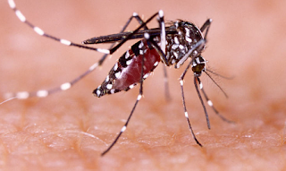 Tanda dan Gejala Penyakit Demam Berdarah Dengue (DBD) Tanda dan Gejala Penyakit Demam Berdarah Dengue (DBD)