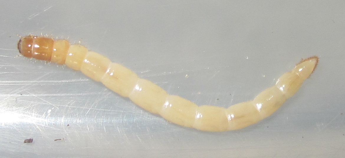 TriorophusLargeLarva%25236.JPG