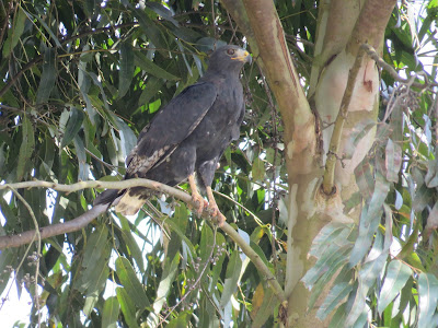 Uganda Bird Photos: Mangrove Black Hawk