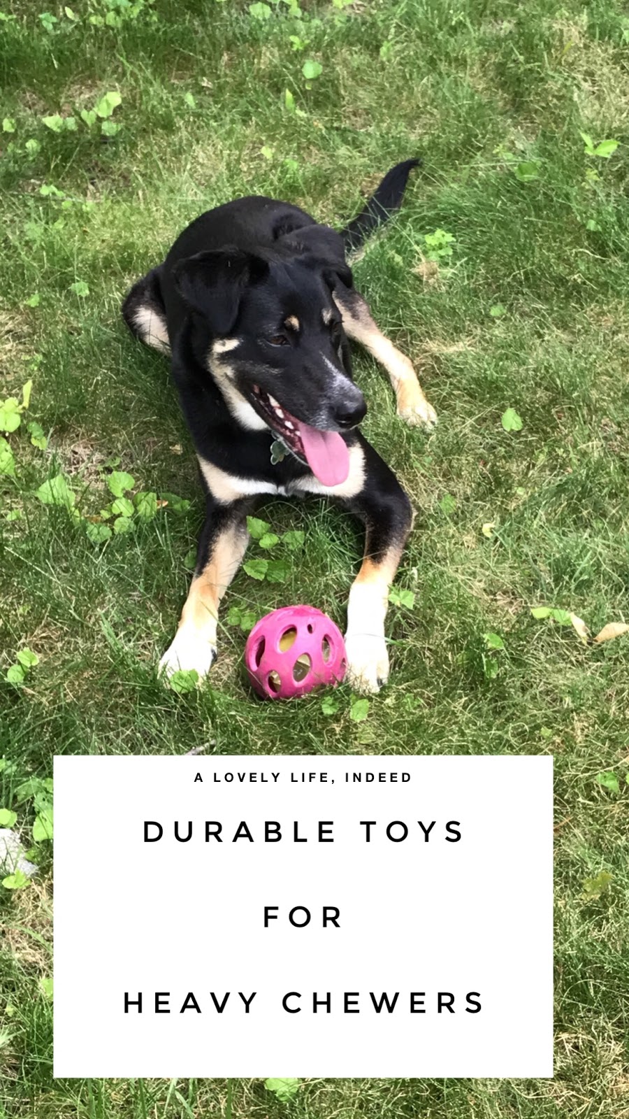 A Lovely Life, Indeed For the Pups 5 Durable Toys for Heavy Chewer Dogs