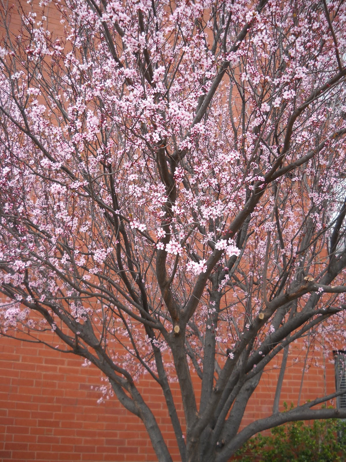 Divers and Sundry Flowering Trees