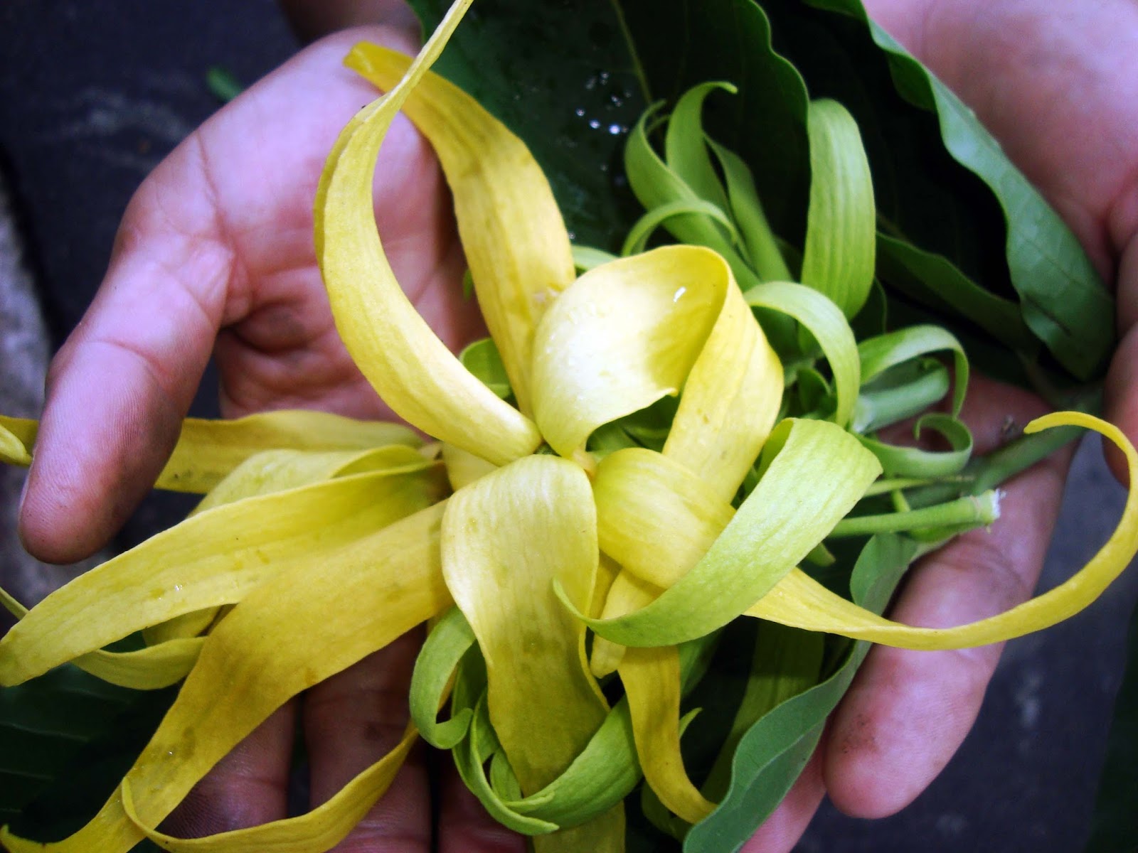 Living with Nature School on Blog by Dr. Abercio V. Rotor Philippine