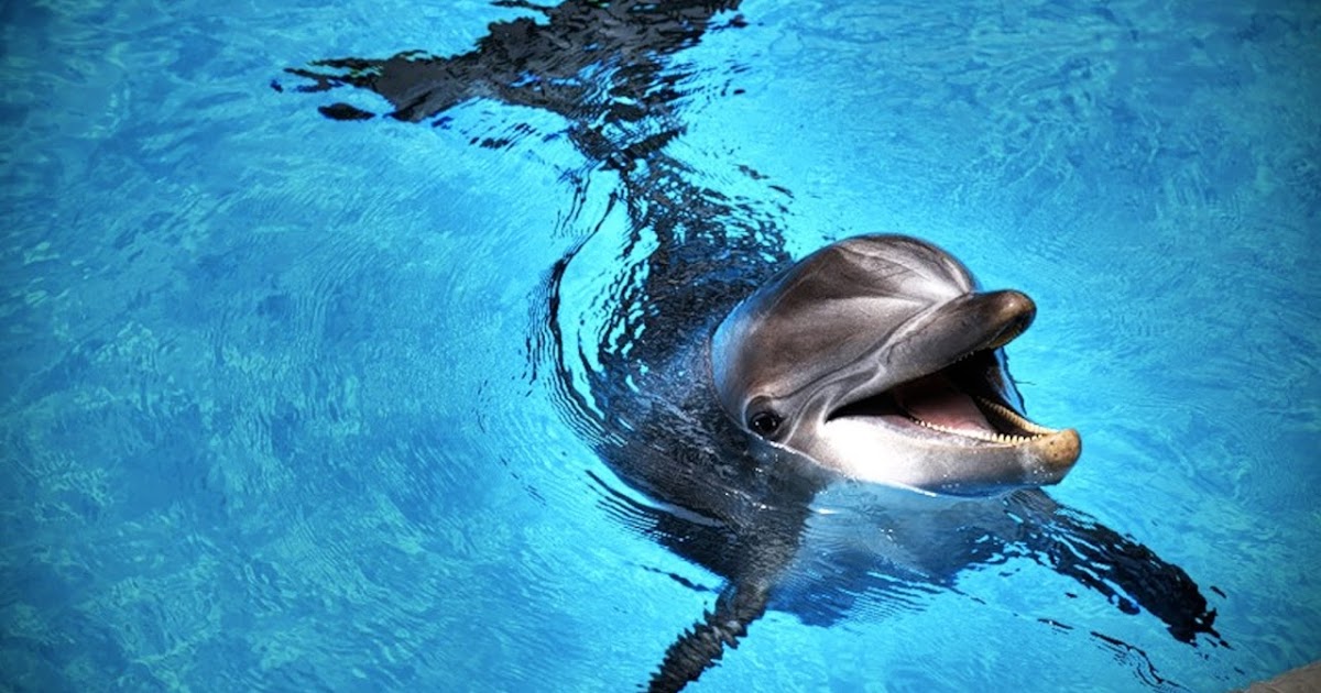 Wisdom Quarterly American Buddhist Journal Yoga Girl makes Dolphin laugh (video)