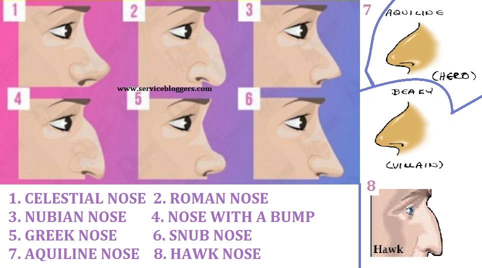 Types Of Noses Chart