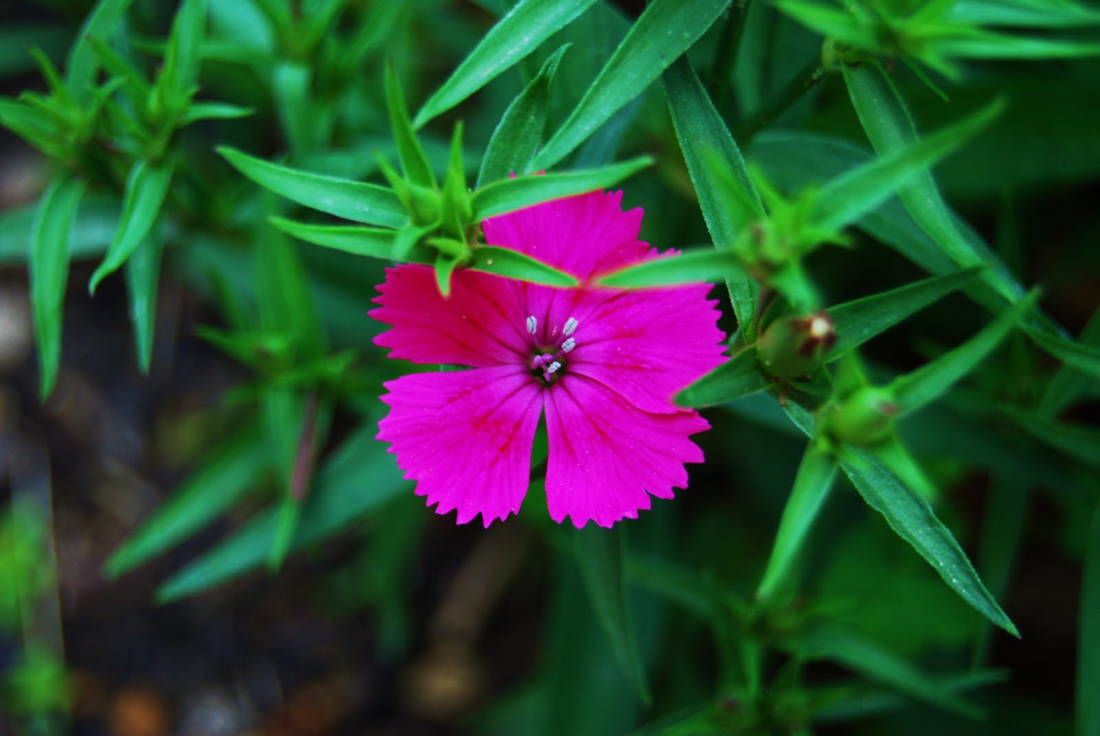 flower photo shoot 2011