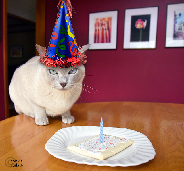 Faraday celebrates his birthday #birthdayFAIL #catbirthday #tonkinesecats