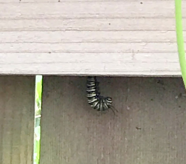 Monarch Caterpillar turning into a Chrysalis