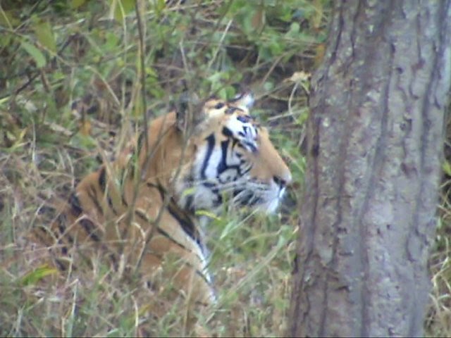 Tiger Tourism A Rethink 