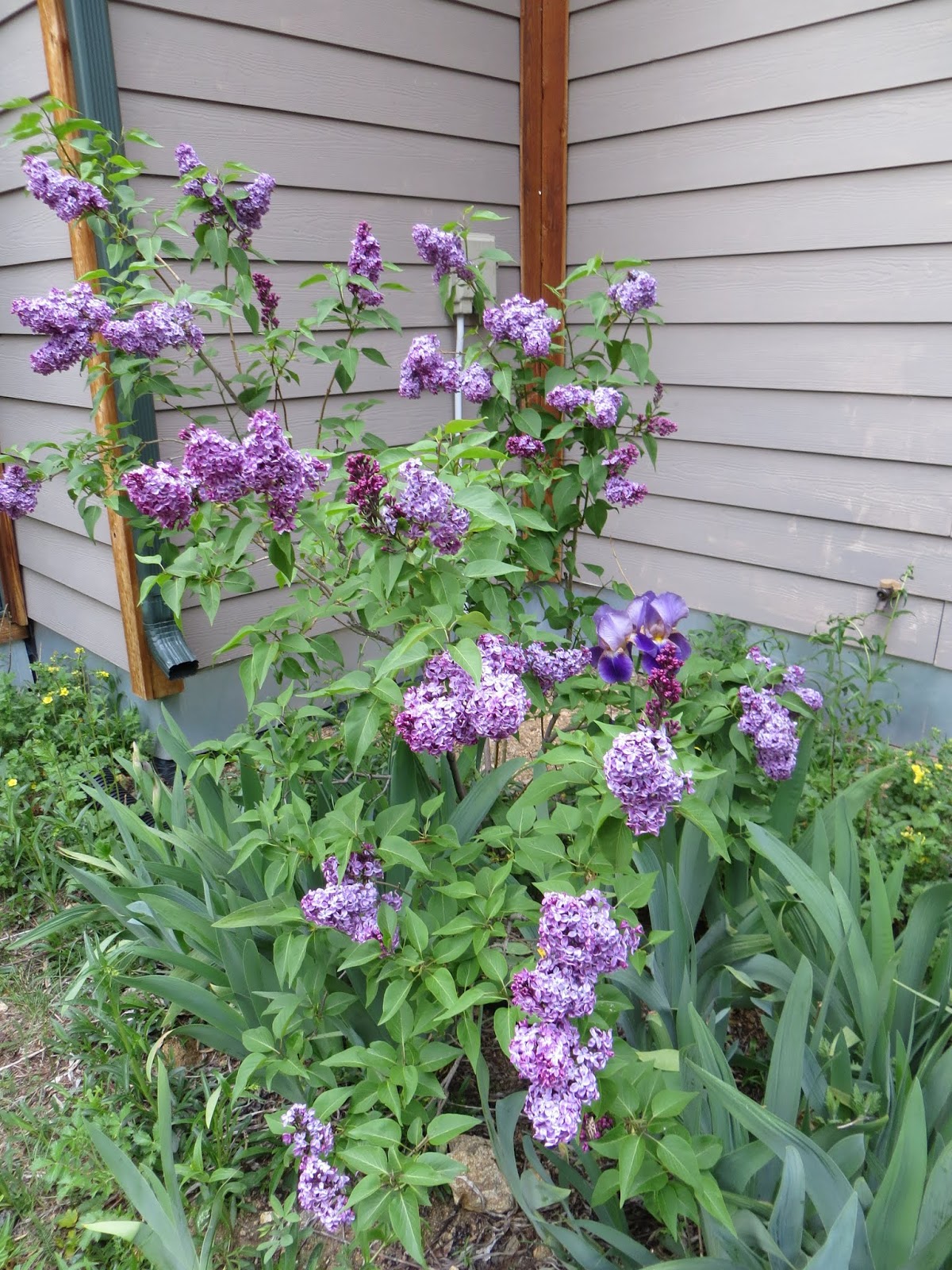 Colorado Mountain Gardener