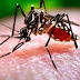 DBD karena gigitan nyamuk atau virus ? Kenapa penting ?