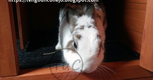 Protege muebles, conejera... ~ Tengo Un Conejo