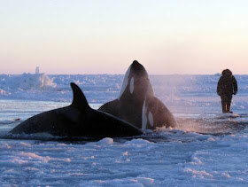seorang lelaki menyaksikan dua ekor ikan paus pembunuh di sebuah lubang yang dikelilingi lapisan ais.