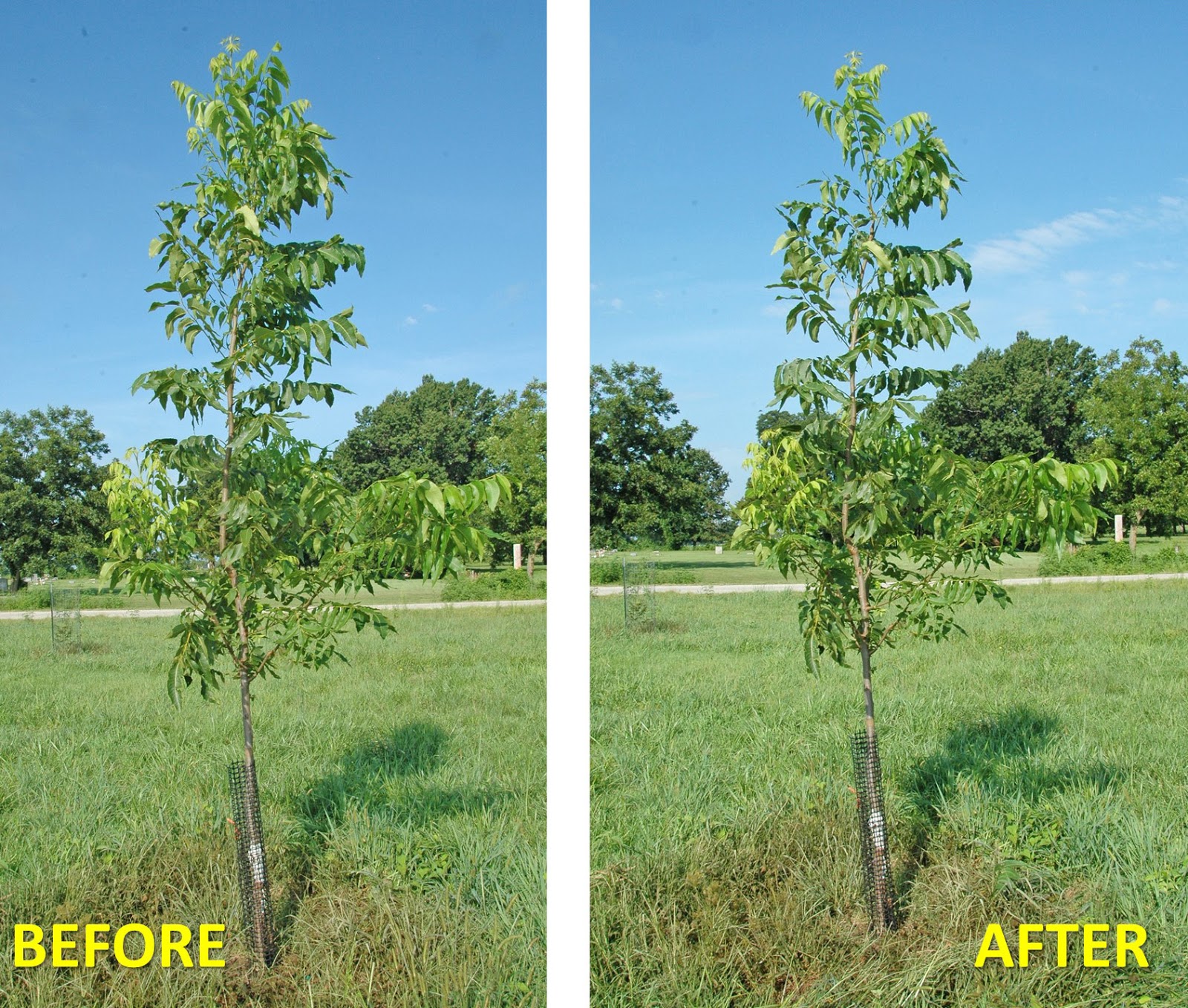 Northern Pecans Summer time training young pecan trees