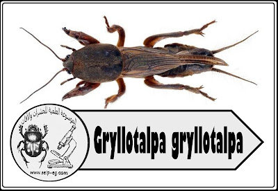 حشرة الحفار (كلب البحر) Gryllotalpa gryllotalpa