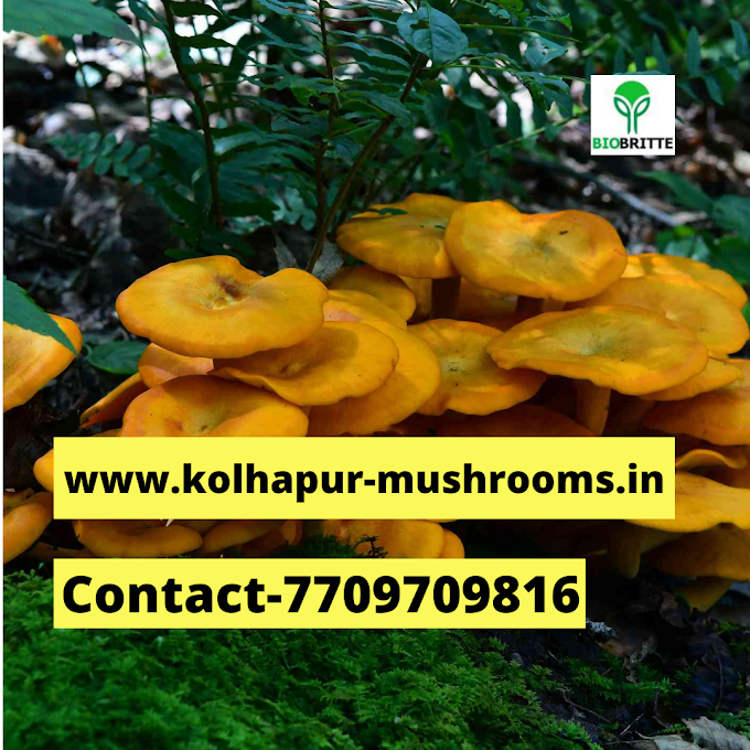 Mushroom cultivation training near me | Organic mushroom farming | Biobritte fungi school