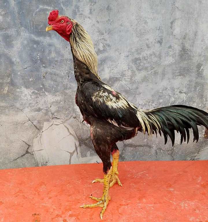 Makanan Ayam Aduan Agar Ganas dan Stamina Kuat CaraCari Makanan Ayam Aduan Agar Ganas dan Stamina Kuat CaraCari