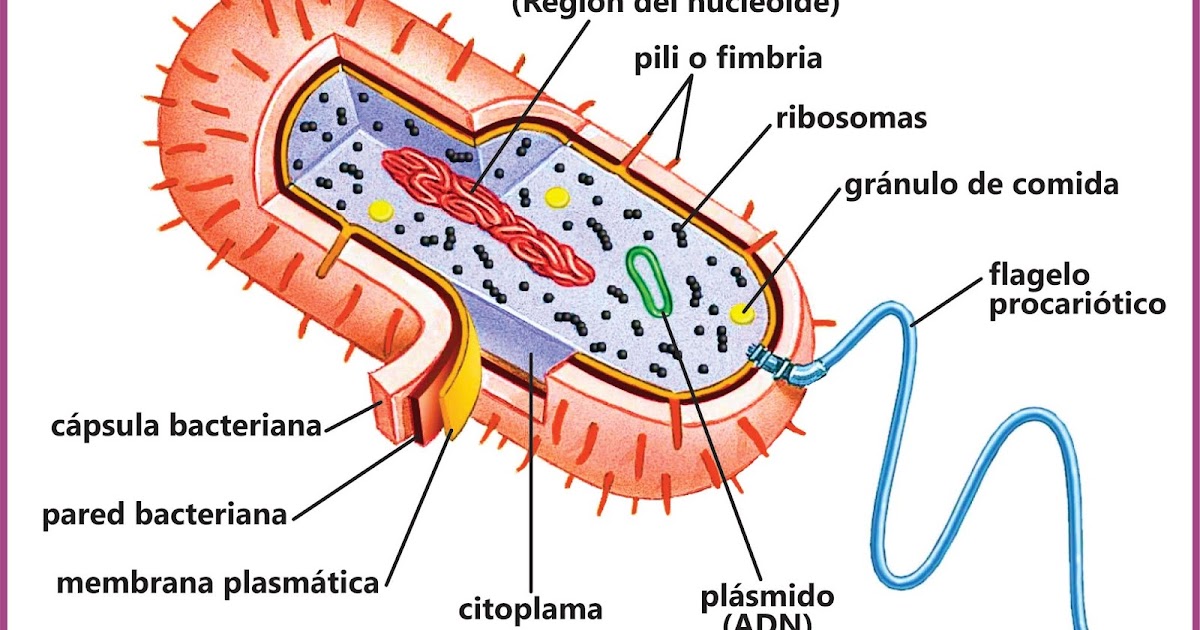 Bacteria Y Sus Partes chefli