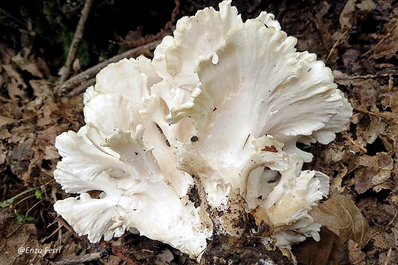 I Funghi dei Castelli Romani Grifola frondosa