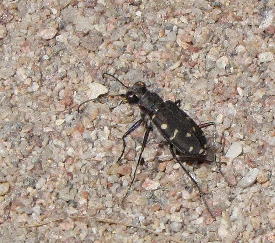 Bug Eric Springtime Tiger Beetles