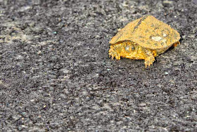 turtle, paved road