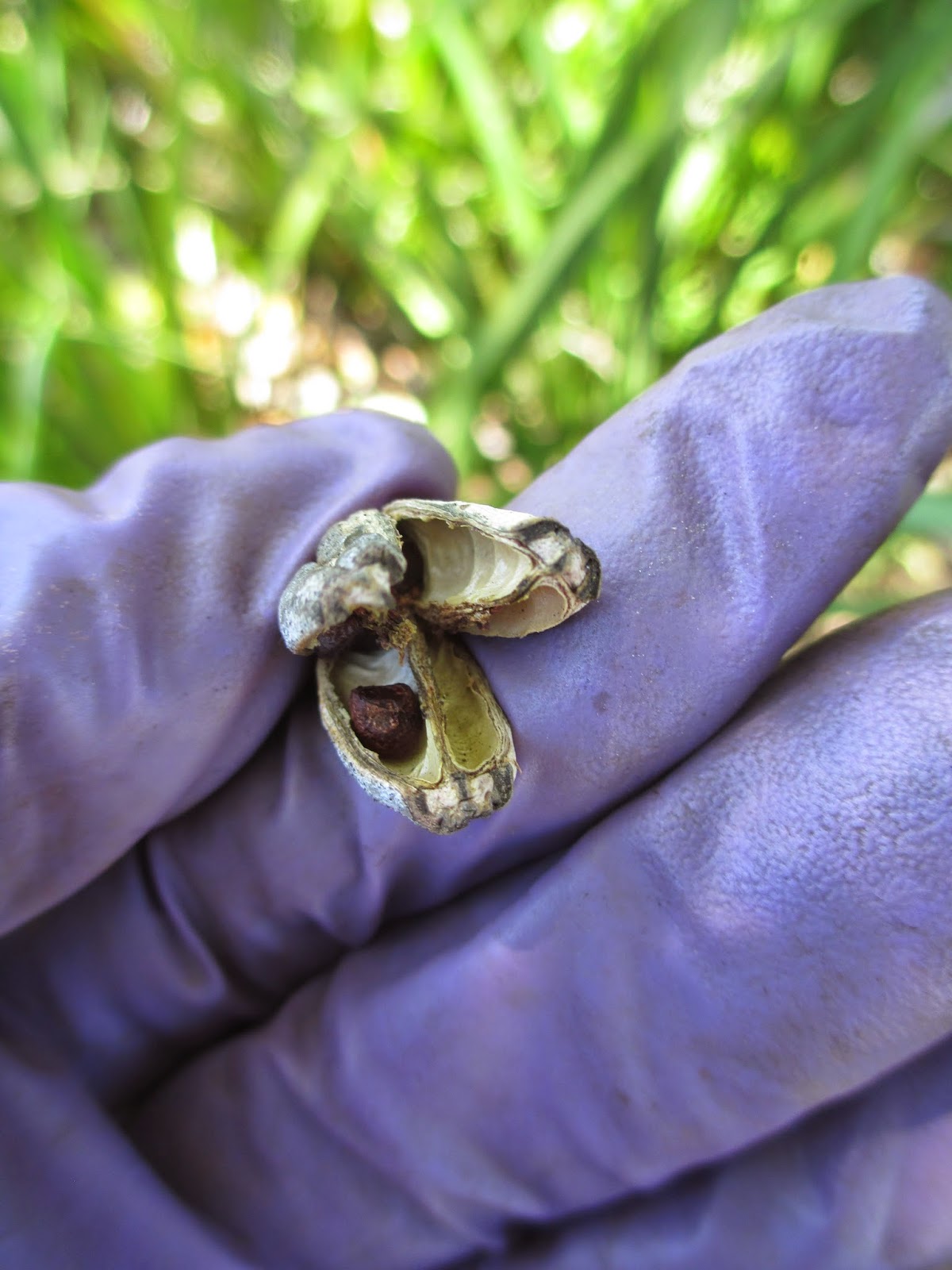 Maple Hill 101 Plant ProfileAfrican Iris