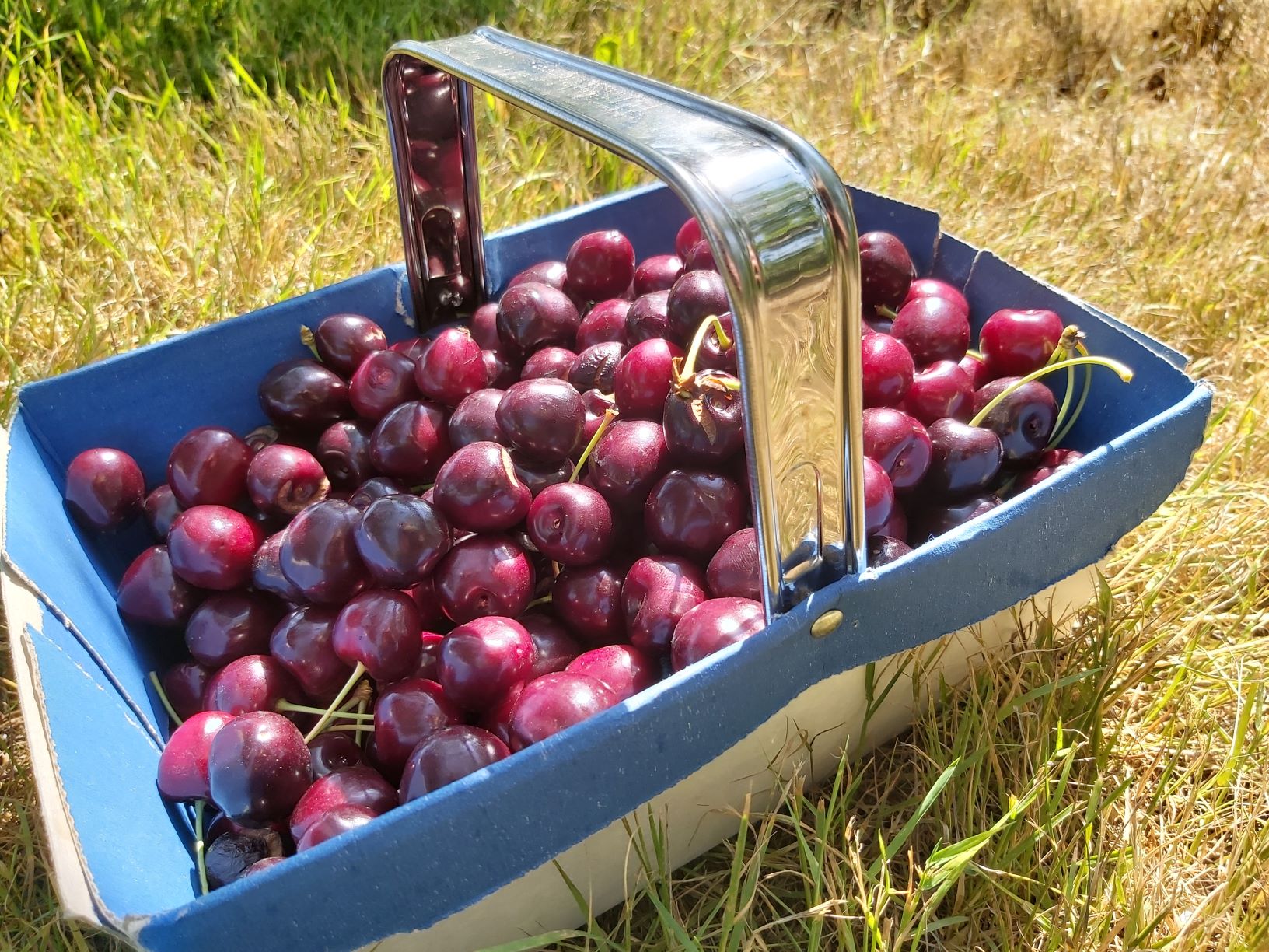 An English Homestead Cherries!