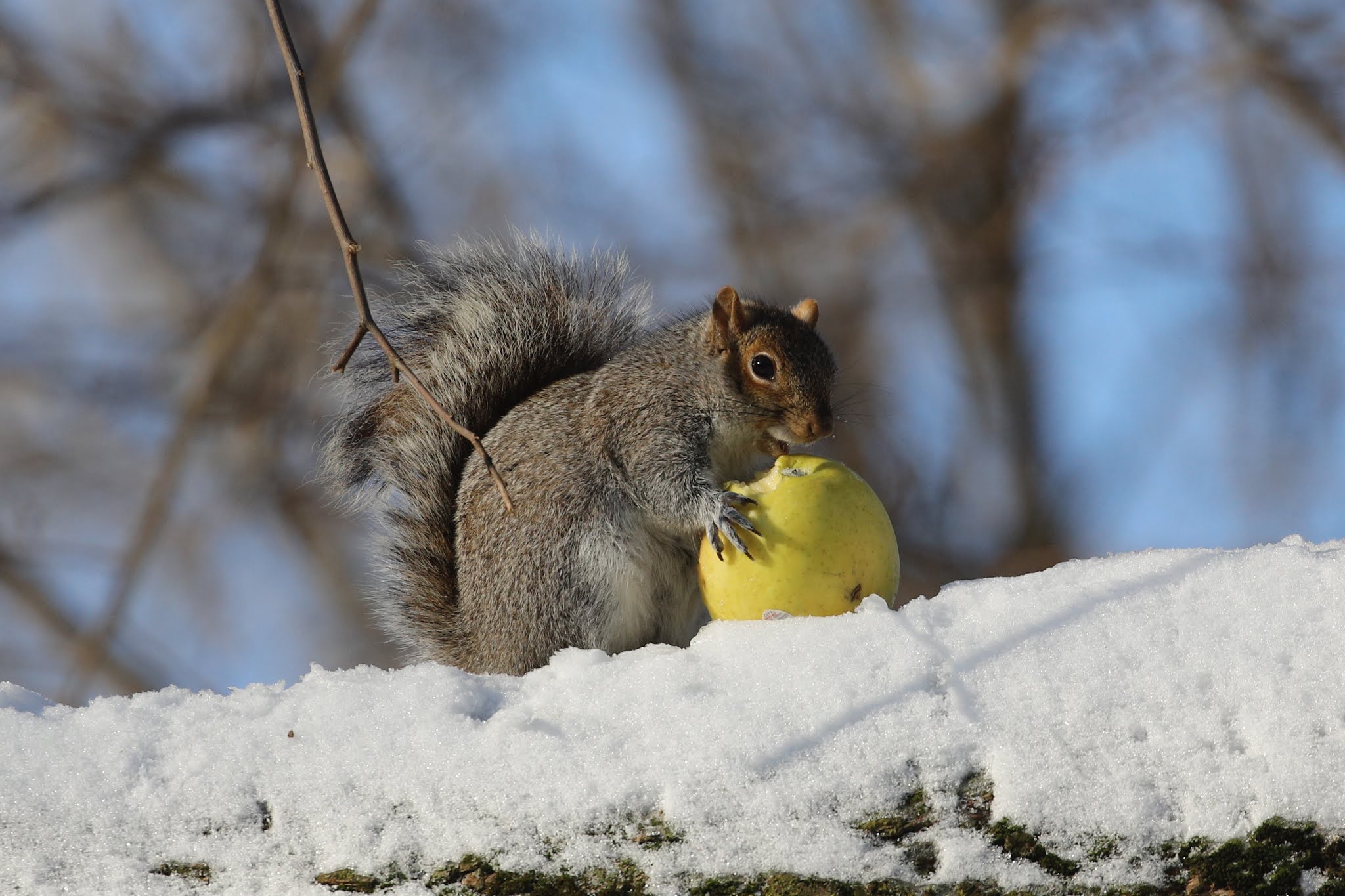 EV Grieve Today's photos of a squirrel eating an apple in Tompkins