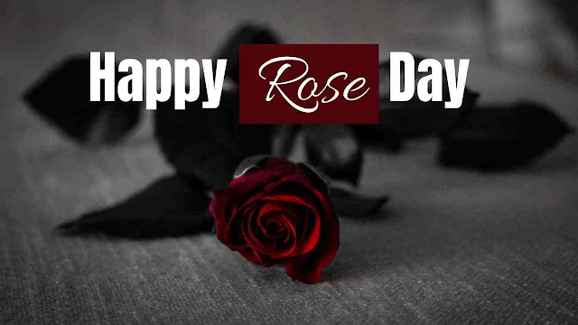 pics of rose day with quotes, rose day images with quotes for husband, images for rose day with quotes, images of happy rose day with quotes, rose day images with quotes for wife, rose day images with love quotes, rose day images with quotes for boyfriend, images of rose day with quotes, happy rose day images with quotes in hindi, rose day images with quotes in hindi, pics of rose day with quotes in hindi, rose day images with quotes download, rose day images with quotes in marathi