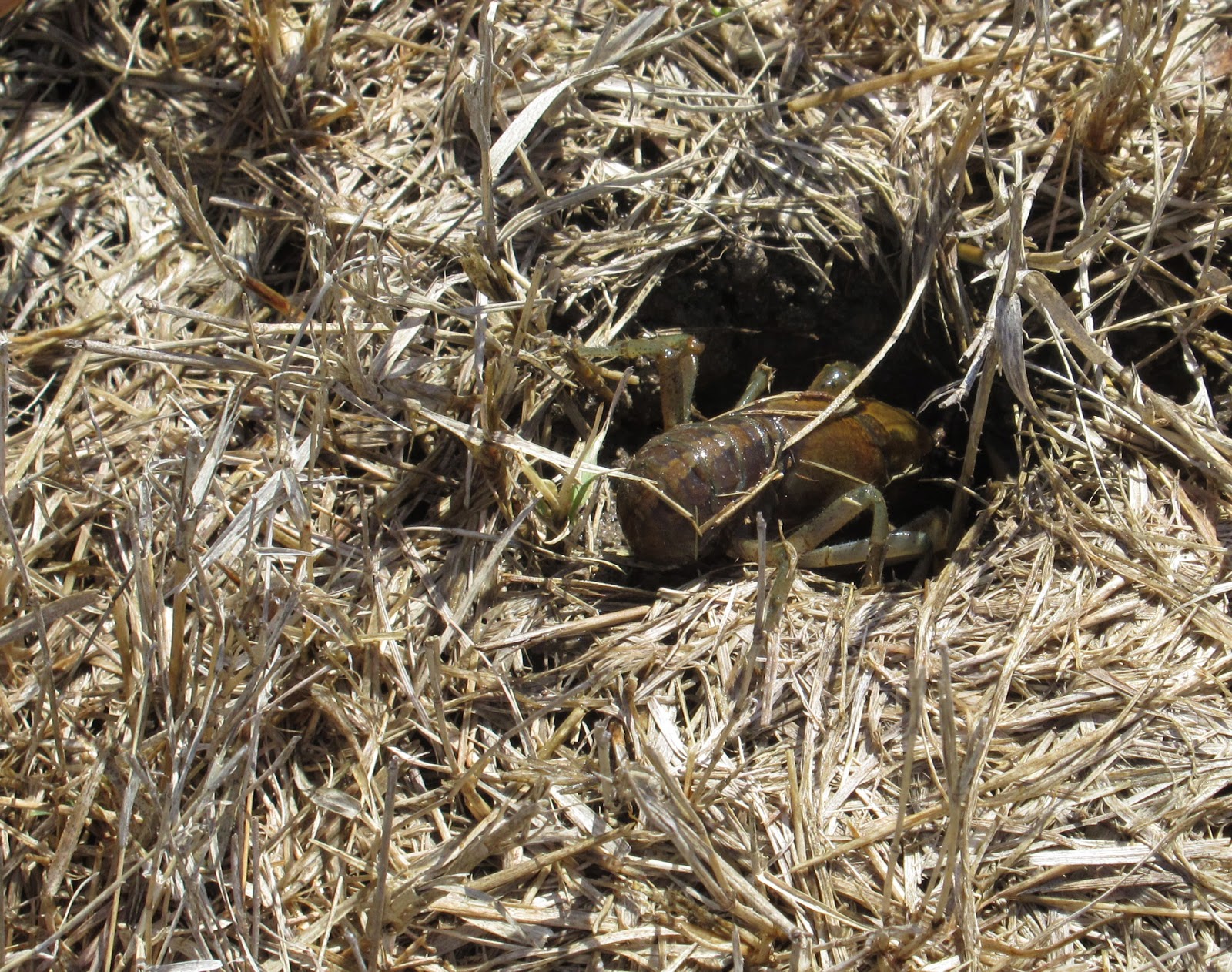 To know a place Oak Point Nature Preserve Mudbugs