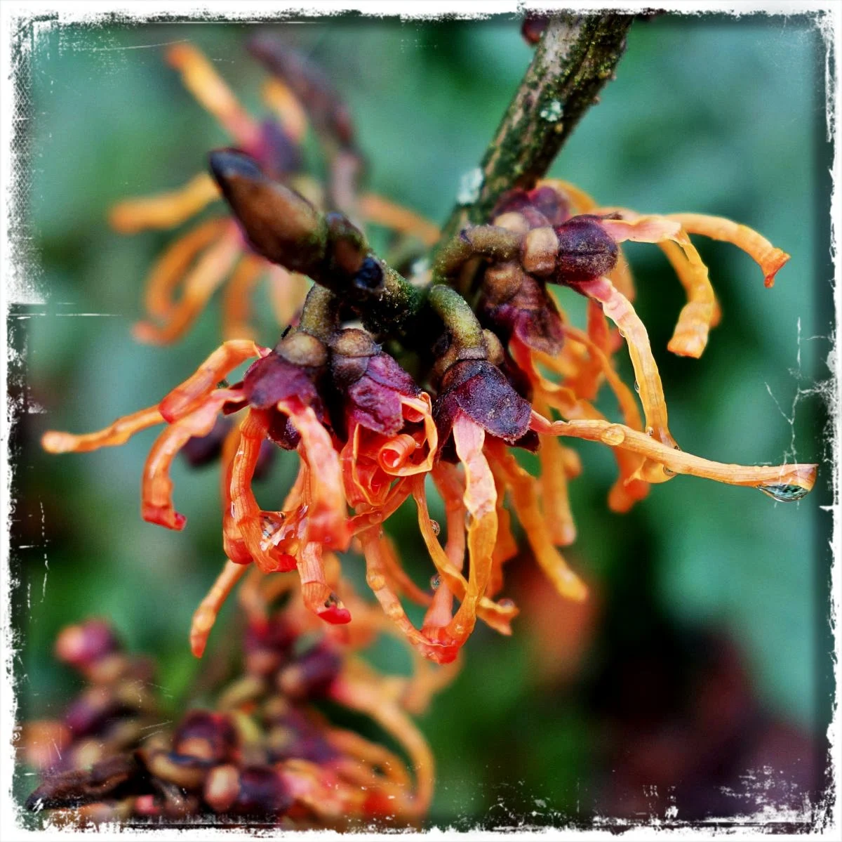 Hamamelis 'Ajan'