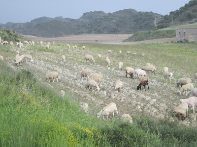 oveja tormenta