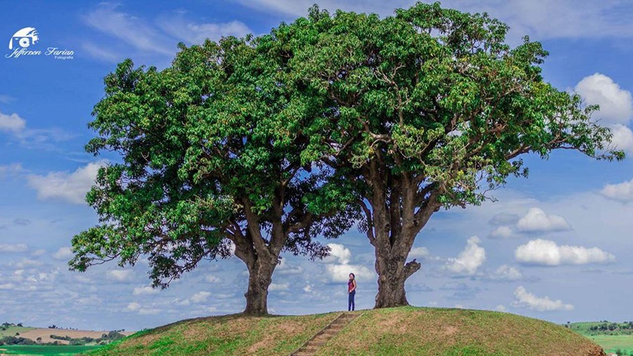 Árvores Gêmeas serão tombadas como Património Histórico e Paisagístico de Laranjal Paulista