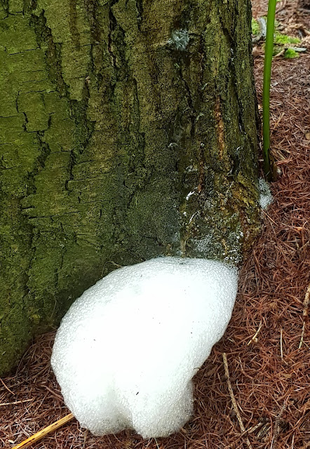 Knowsley woodland over-watered tree leaking sap
