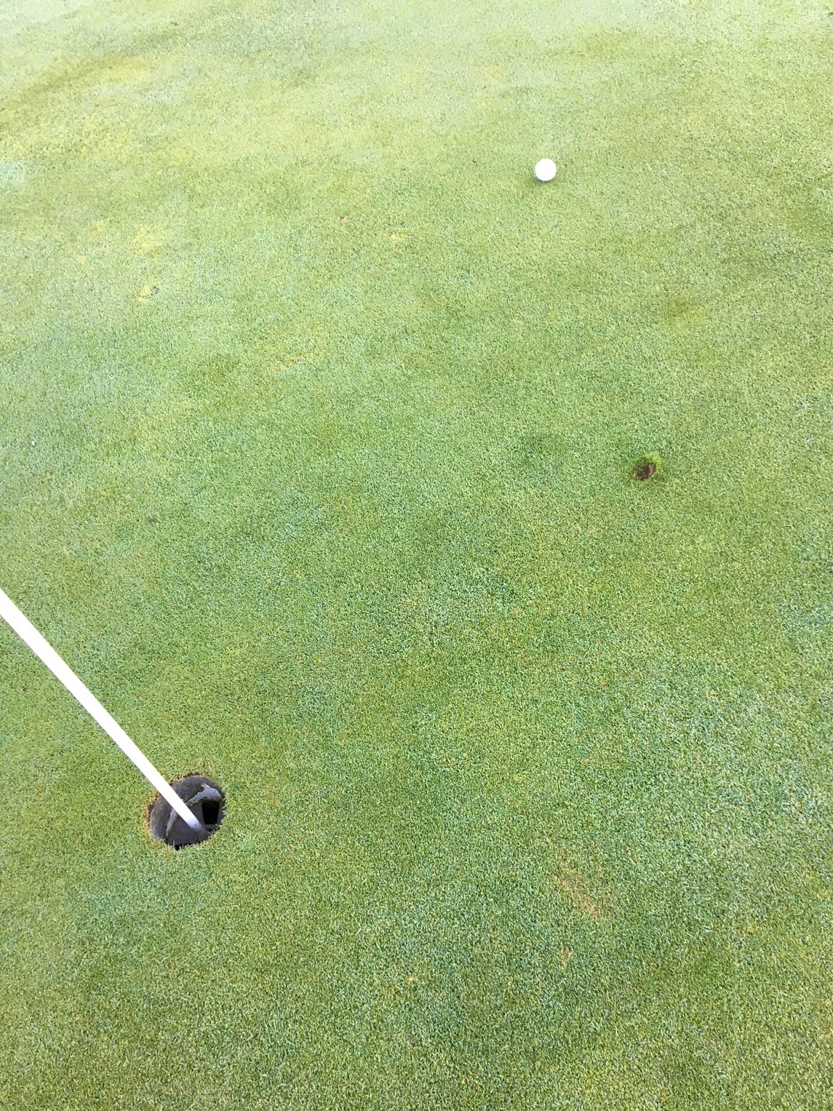 Mr Bowling Ball Arborvitae Monrovia Small Evergreen In