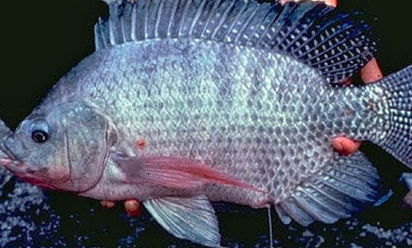 Umpan Buat Ikan Mas Cirata | cara membuat umpan ikan cirata racikan jitu ampuh Umpan Buat Ikan Mas Cirata | cara membuat umpan ikan cirata racikan jitu ampuh