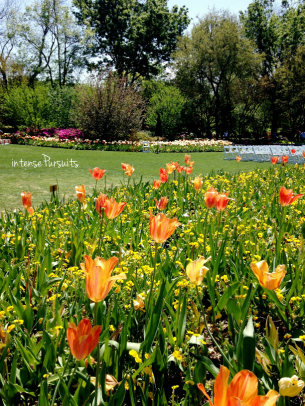 Travel The Dallas Arboretum Tulip Festival
