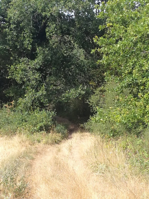 GR 32 : entre Seine et Loire, balade gâtinaise. Partie 1. Lundi 05 août 2019 IMG_20190805_105022