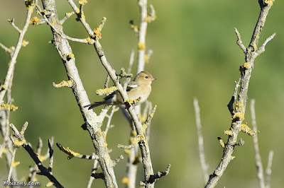 Pinsà comú (Fringilla coelebs)