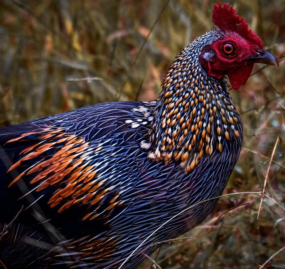 Grey Jungle Fowl