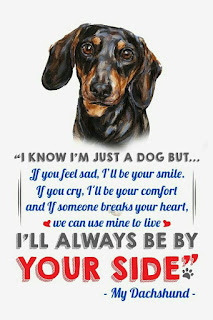 dachshund quotes