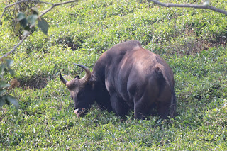 Photo of Among the Gaurs at Kotagiri 58/71 by Balachandra