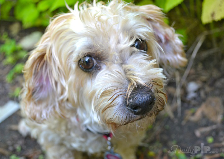 The Specials: Adopting a Court Case Dog Adopting a court case dog