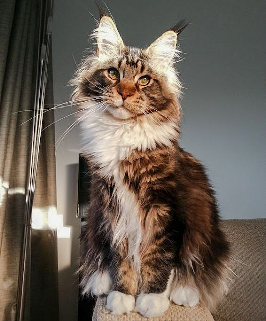 Your Maine Coon Guide