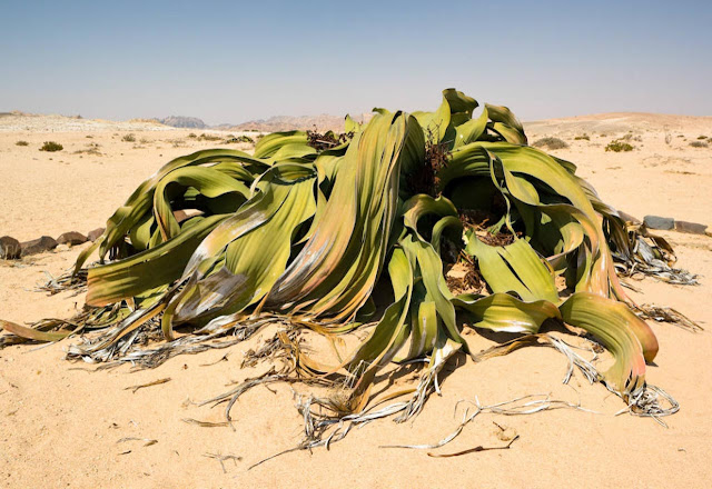 Welwitschia mirabilis, a planta mais resistente do mundo