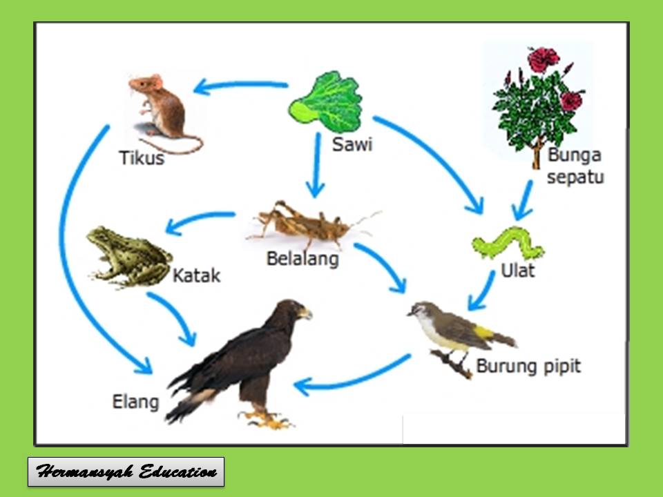 Interaksi Makhluk Hidup Dengan Lingkungan KUMPULAN