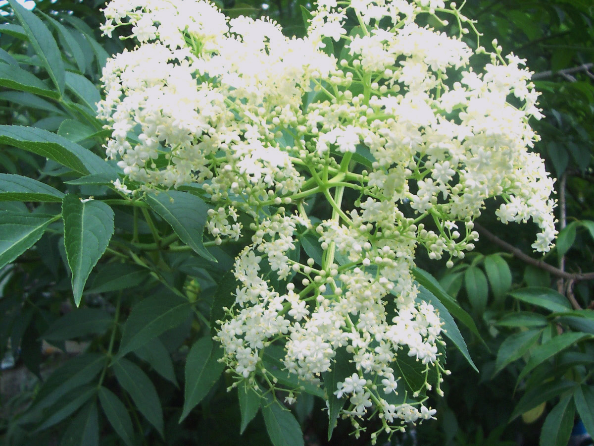 Alejandro Floripe/Flora Medicinal Nicaragüense SAUCO